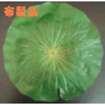 お盆用品　蓮の葉（紙製品/布製品）