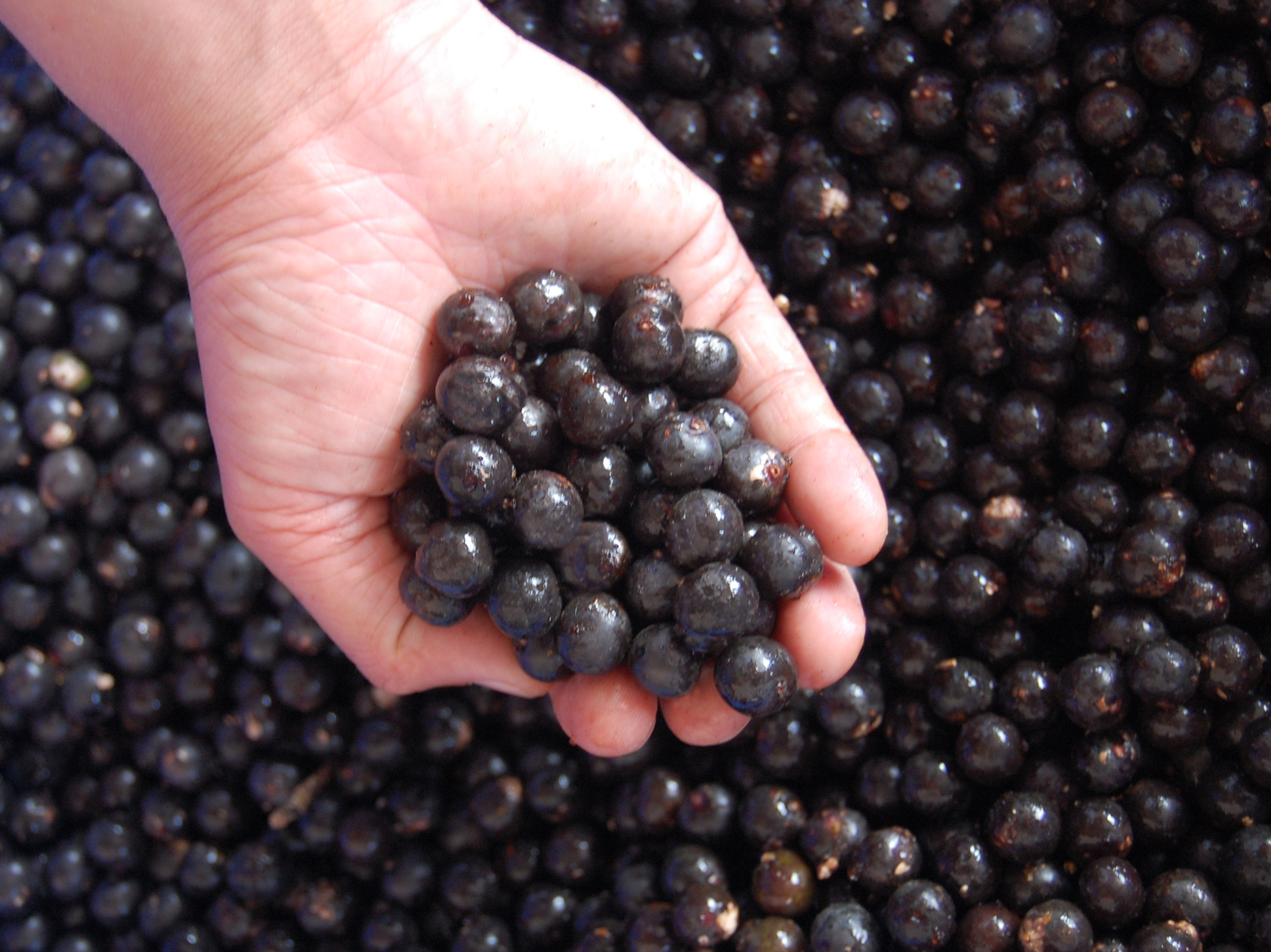 ノニ アサイー90粒 株 マウナウエスト 品番 の卸 問屋 仕入れ 卸売り ザッカネット