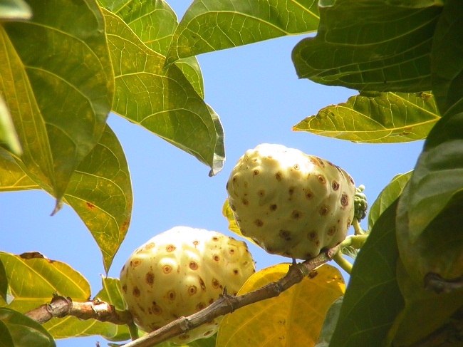 ノニ アサイー90粒 株 マウナウエスト 品番 の卸 問屋 仕入れ 卸売り ザッカネット