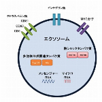 スピードシェイプ　カット＆ブロック　シュット ダイエット　日本製