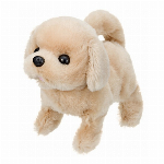 あかちゃん　トイプードル