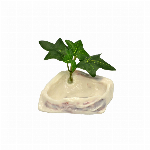 ヤドカリの主食　ＹＤ?８３