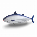 オーシャンワールド カツオBIG 紺色 704325