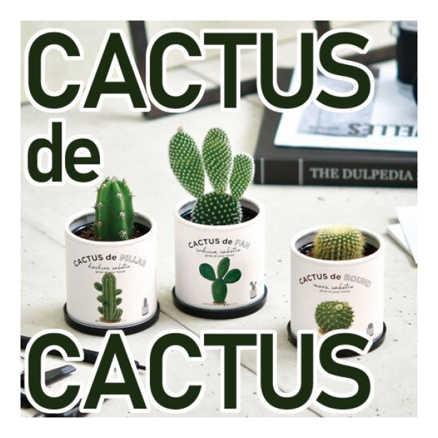 カクタス de カクタス GD-930 サボテン栽培キット - 株式会社センター