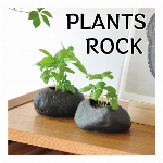 PLANTS ROCK プランツロック　栽培キット