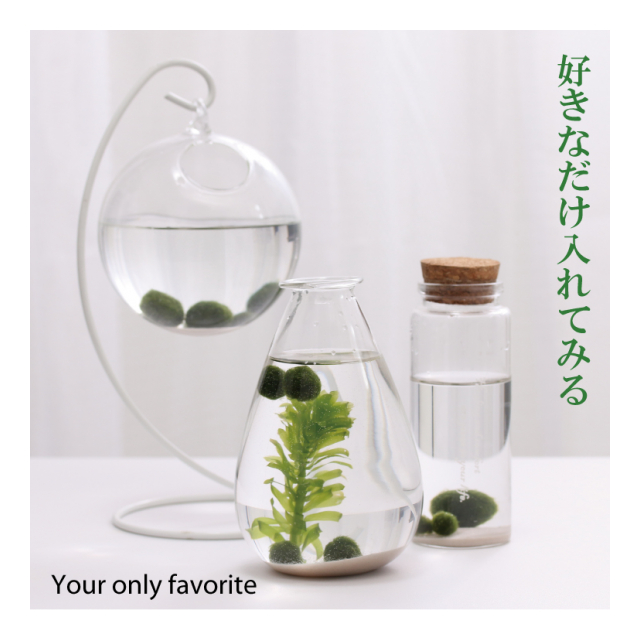 まりも マリモ Sパック レンプロ 品番 Marimo P S の卸 問屋 仕入れ 卸売り ザッカネット