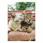 2022ノートカレンダー　ねこ