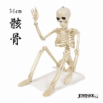 骸骨 フィギュア（36cm） 【おもちゃ/ガイコツ/どくろ/インテリア/ホラー/ハロウィン/雑貨】