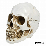 リアル髑髏 置物インテリア 頭蓋骨 模型 樹脂製 等身大 解剖学的 撮影小物 ドクロ しゃれこうべ 骸骨 雑貨 ホラー ハロウィン