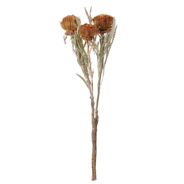 ドライフラワー ドリアンドラ・ドライ ナチュラル DE017768-zzz ドライフラワー 自然