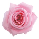 スタンダードローズワインFL000100-010　自然素材　ドライフラワー　プリ..