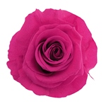 アンデスアジサイパールホワイトFL000291-001　自然素材　ドライフラワー..