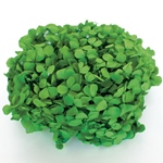 アンデスアジサイミストグリーンFL000291-042　自然素材　ドライフラワー..