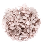 アンデスアジサイピスタチオグリーンFL000291-062　自然素材　ドライフラ..