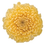 ポンポンマムベイビーピンクFL000410-007　自然素材　ドライフラワー　プ..