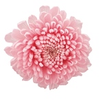 ポンポンマムソフトライラックFL000410-043　自然素材　ドライフラワー　..