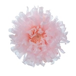 アスターソフトライラックFL000440-043　自然素材　ドライフラワー　プリ..