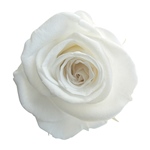 メディアナローズイエローFL000300-002　自然素材　ドライフラワー　プリ..