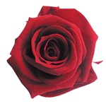 メディアナローズパウダーブルーFL000300-013　自然素材　ドライフラワー..