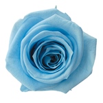 メディアナローズラベンダーFL000300-014　自然素材　ドライフラワー　プ..