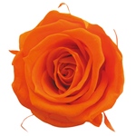 メディアナローズミルキーピンクFL000300-030　自然素材　ドライフラワー..