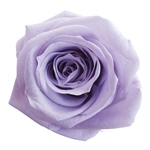 メディアナローズパンナコッタFL000300-046　自然素材　ドライフラワー　..