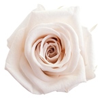 メディアナローズシュガーピンクFL000300-047　自然素材　ドライフラワー..