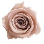 メディアナローズフューシャピンクFL000300-058　自然素材　ドライフラワ..