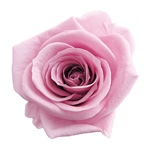 メディアナローズシトラスグリーンFL000300-064　自然素材　ドライフラワ..