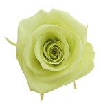 メディアナローズオーロラバイオレットFL000300-086　自然素材　ドライフ..