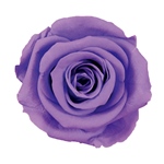 ポンポンマムパールホワイトFL000410-001　自然素材　ドライフラワー　プ..