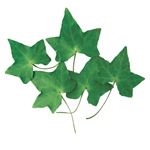 スタンダードカーネーションパールホワイトFL001100-001　自然素材　ドラ..