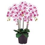 ピュアオーキッド　　５本立＃５０　ラベンダーZV006100-050　造花　フェイクグリーン　光触媒加工