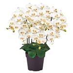 ピュアオーキッド　　７本立＃１　クリームホワイトZV006200-001　造花　フェイクグリーン　光触媒加工
