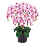ピュアオーキッド　　７本立＃５０　ラベンダーZV006200-050　造花　フェイクグリーン　光触媒加工