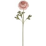 MAGIQ　ラナンキュラスソネット＃５２　ＨＯＴＰＫFM005857-052　造..