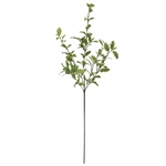 MAGIQ　パウダーレースシダーバインＧＲＥＥＮFG004144-zzz　フェイ..