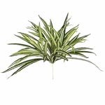 MAGIQ　エクリアアスパラガス＃１３　ＢＥＩＧＥFG005212-013　フェ..