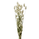 白妙菊 ダイヤモンド FD003073-zzz　自然素材　ドライフラワー　プリザ..