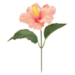 MAGIQ　ドライドラナンバンドル＃３７　ＣＲ／ＢＥFM001909-037　造..