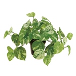 MAGIQ　ペペロミアポットＧＲＥＥＮFG009016-zzz　フェイクグリーン..