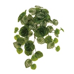 MAGIQ　ユーカリプリピック＃１４　ＷＩＮＥFG008796-014　フェイク..