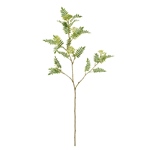 MAGIQ　マウンテンファーンピック＃２４　ＧＲＥＥＮFG004818-024　..