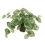 ウンベラータ　Ｓ（光触媒加工商品）ＧＲＥＥＮZV015100-zzz　造花　フェ..