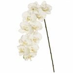 MAGIQ　ブリリアデルフィニウム＃１　　ＷＨＩＴＥFM004917-001　造..