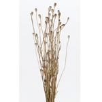 丸っぽライムナチュラルグリーンDO020050-000　自然素材　ドライフラワー..