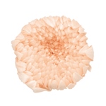 輪菊・中シルキーピンクDO004806-131　自然素材　ドライフラワー　プリザ..