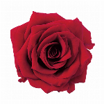 MAGIQ　ミニポインセチアブッシュ ＃３　　ＲＥＤ FX003436-003　..