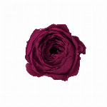 プリザーブドフラワー ローズ・ココット スウィートライラック DO002730-..