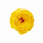 プリザーブドフラワー ローズ・ココット ワインレッド DO002730-471